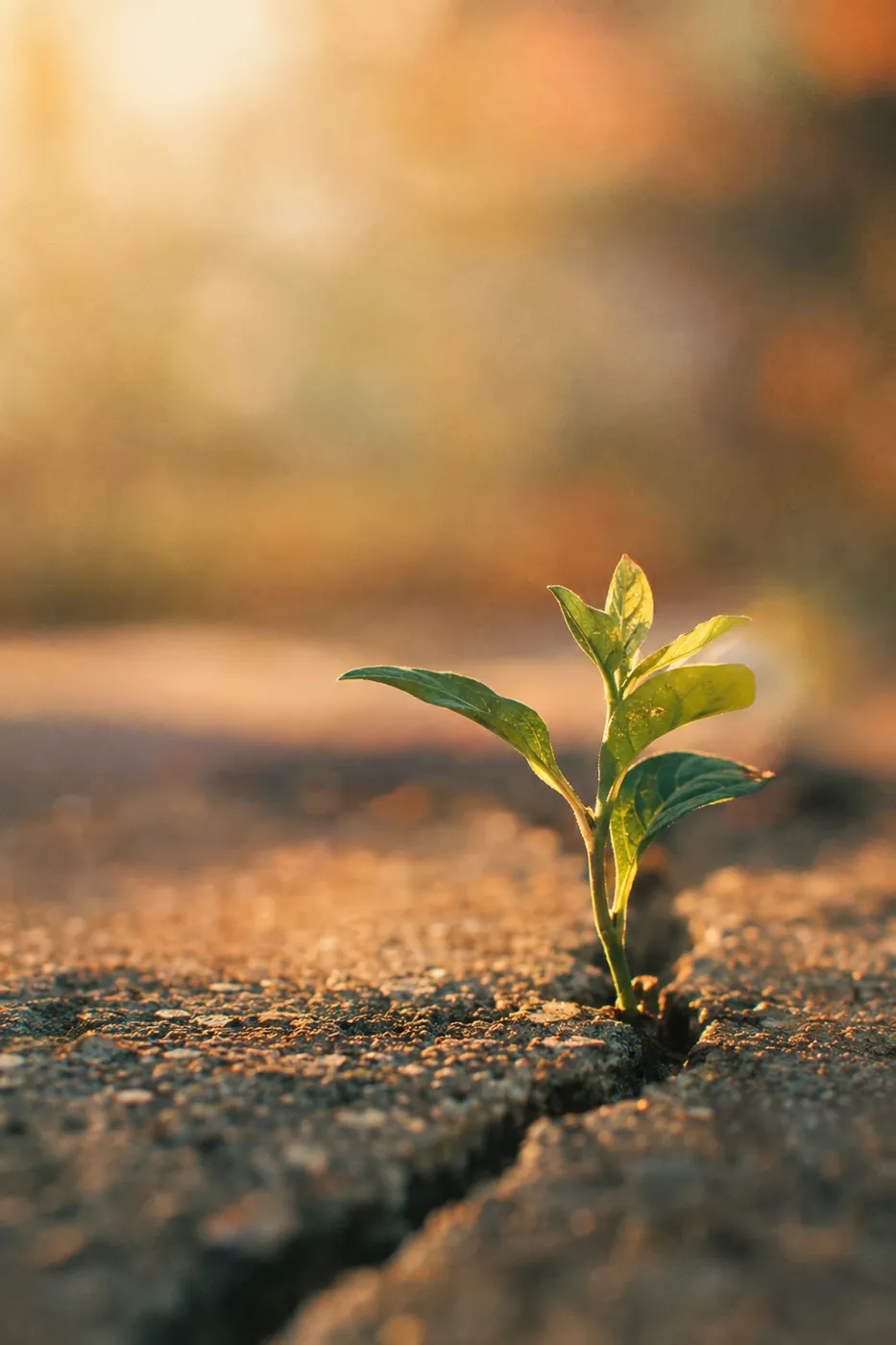 A small green seedling growing up through a crack in concrete in golden light